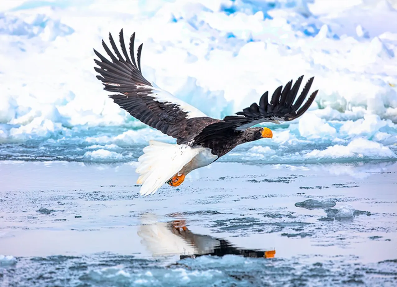 Japan: Rausu Snow Eagles & Snow Monkeys | photograph by Ed Asmus