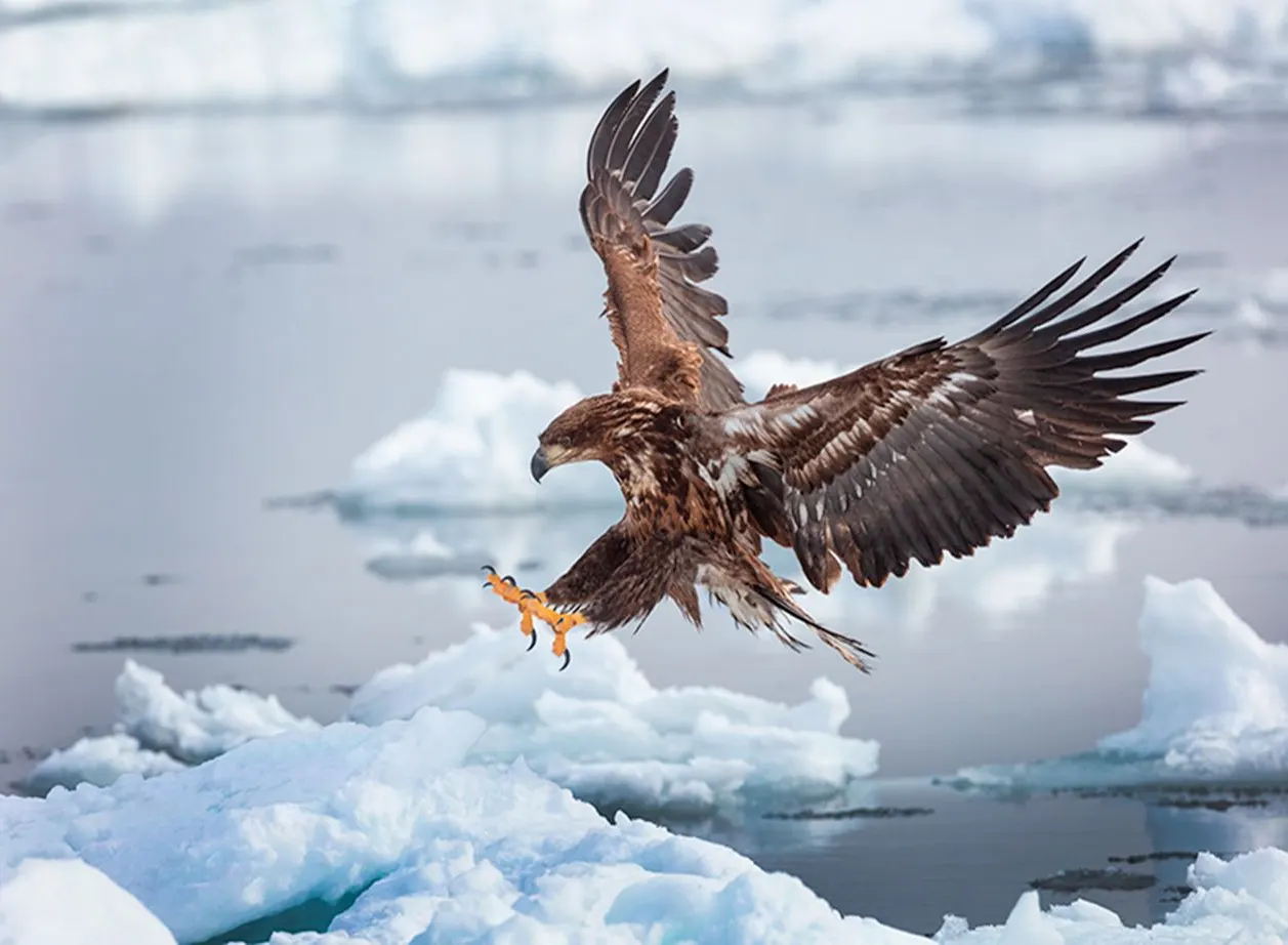 Japan: Rausu Snow Eagles & Snow Monkeys | photograph by Ed Asmus