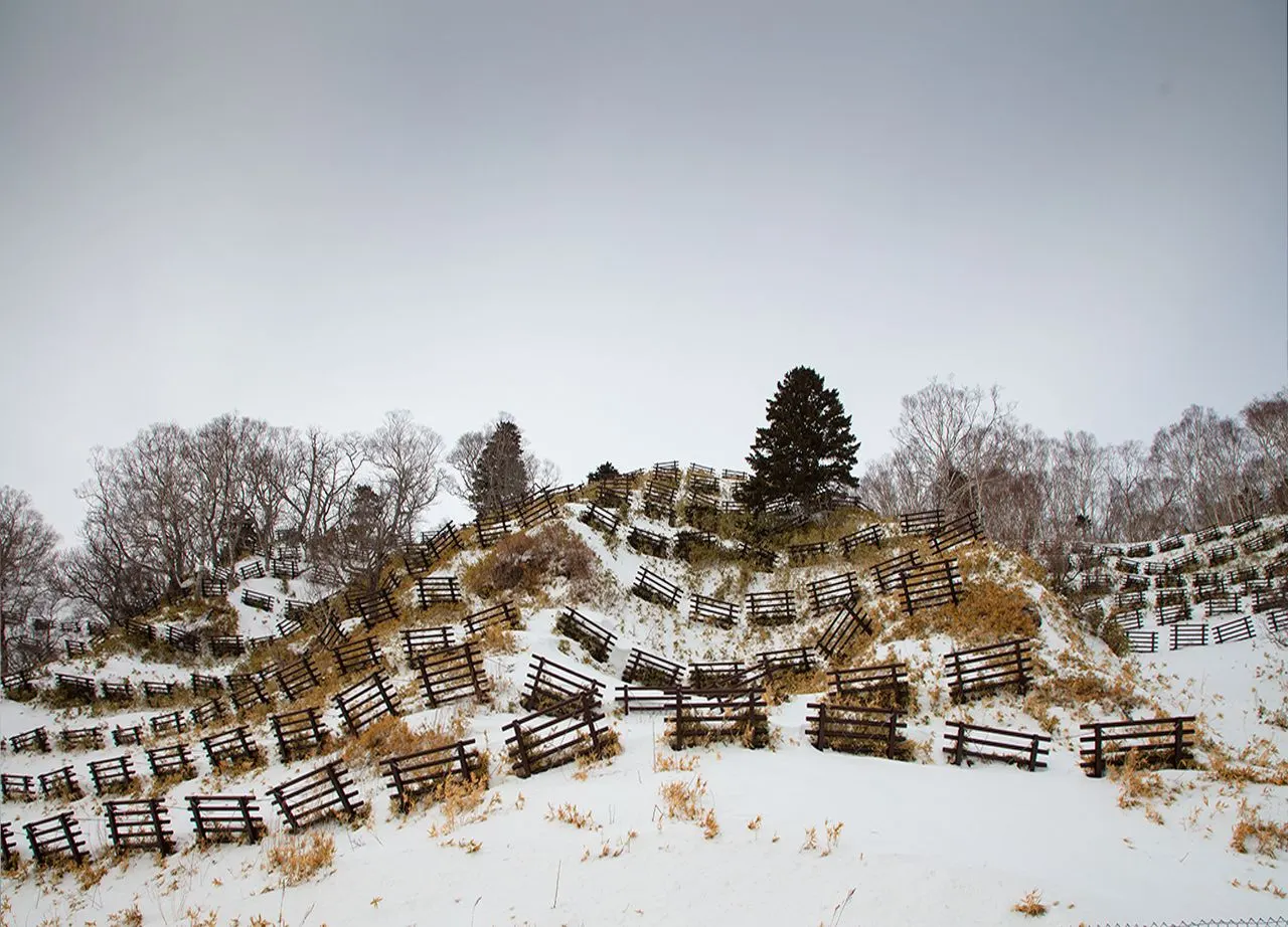 Japan: Rausu Snow Eagles & Snow Monkeys | photograph by Ed Asmus