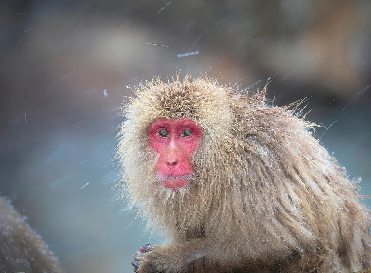 Japan: Rausu Snow Eagles & Snow Monkeys | photograph by Ed Asmus