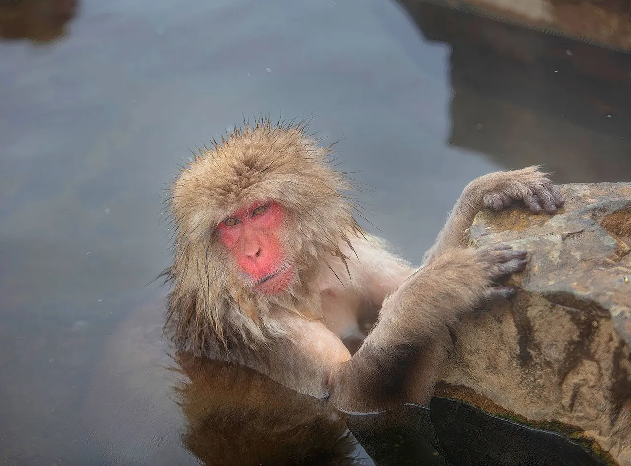 Japan: Rausu Snow Eagles & Snow Monkeys | photograph by Ed Asmus