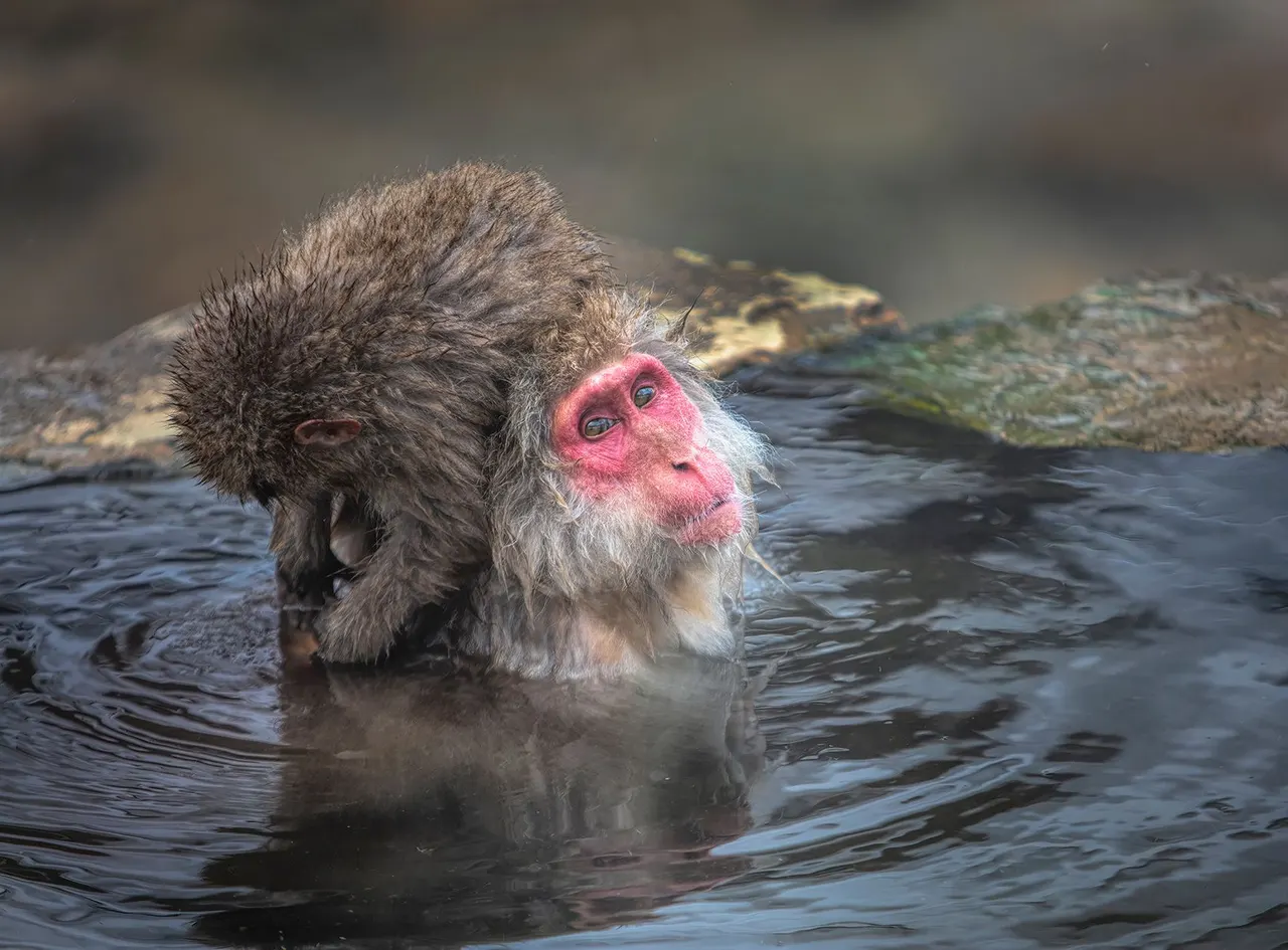 Japan: Rausu Snow Eagles & Snow Monkeys | photograph by Ed Asmus