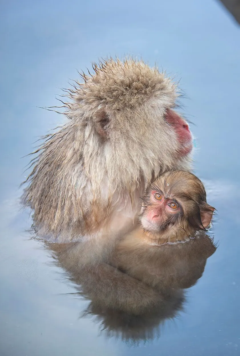 Japan: Rausu Snow Eagles & Snow Monkeys | photograph by Ed Asmus