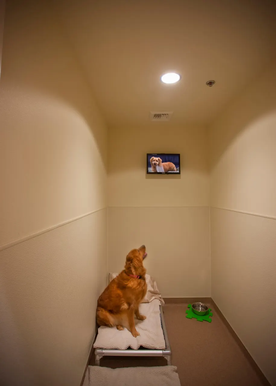Muellers Animal Hospital, Sacramento, CA | photograph by Ed Asmus