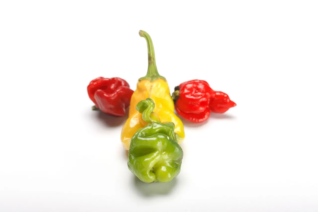 Chili Peppers | photograph by Ed Asmus