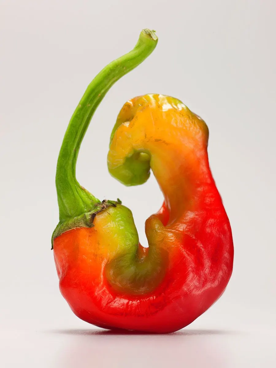 Chili Peppers | photograph by Ed Asmus