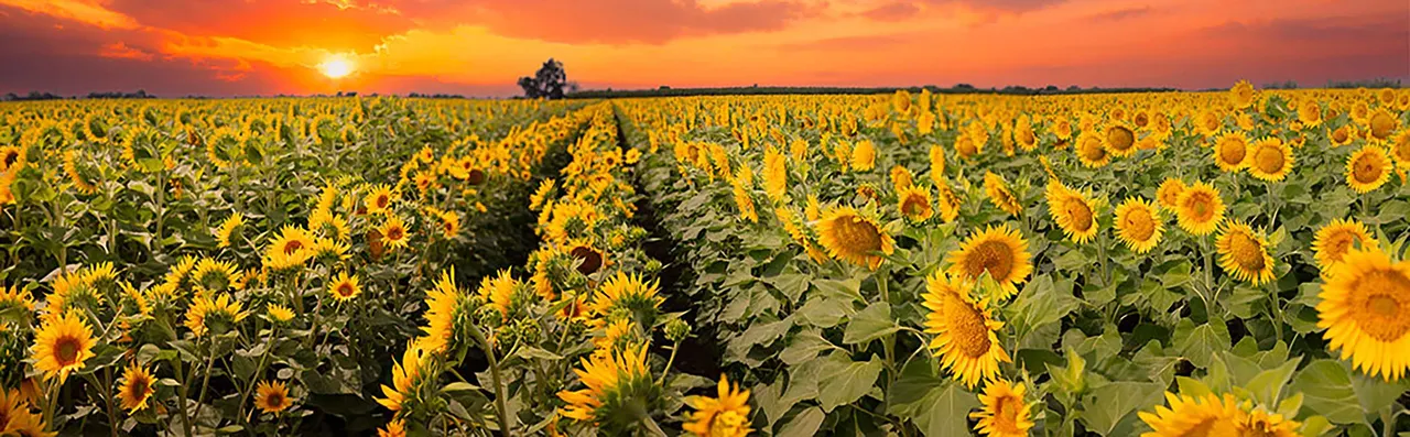 Sunflowers, Yolo County, CA | photograph by Ed Asmus