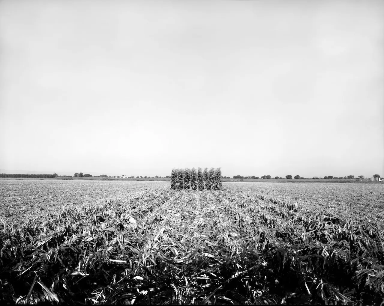The Last Eight Rows of Corns, Clarksburg, Ca | photograph by Ed Asmus