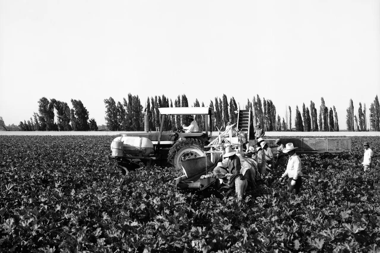 Harvest at Herringer Ranches, Clarksburg, Ca | photograph by Ed Asmus
