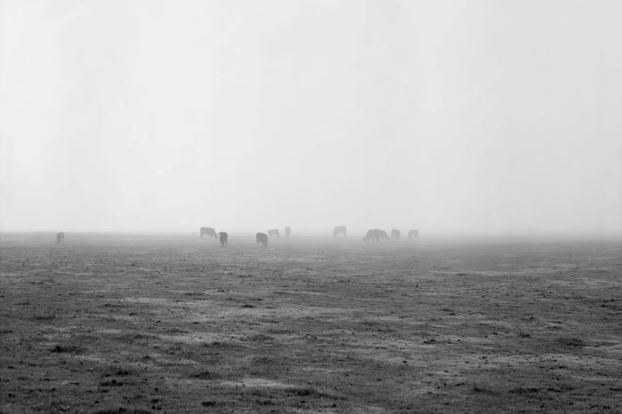 Cows in the fog, Stone Lakes Wildlife Refuge | photograph by Ed Asmus