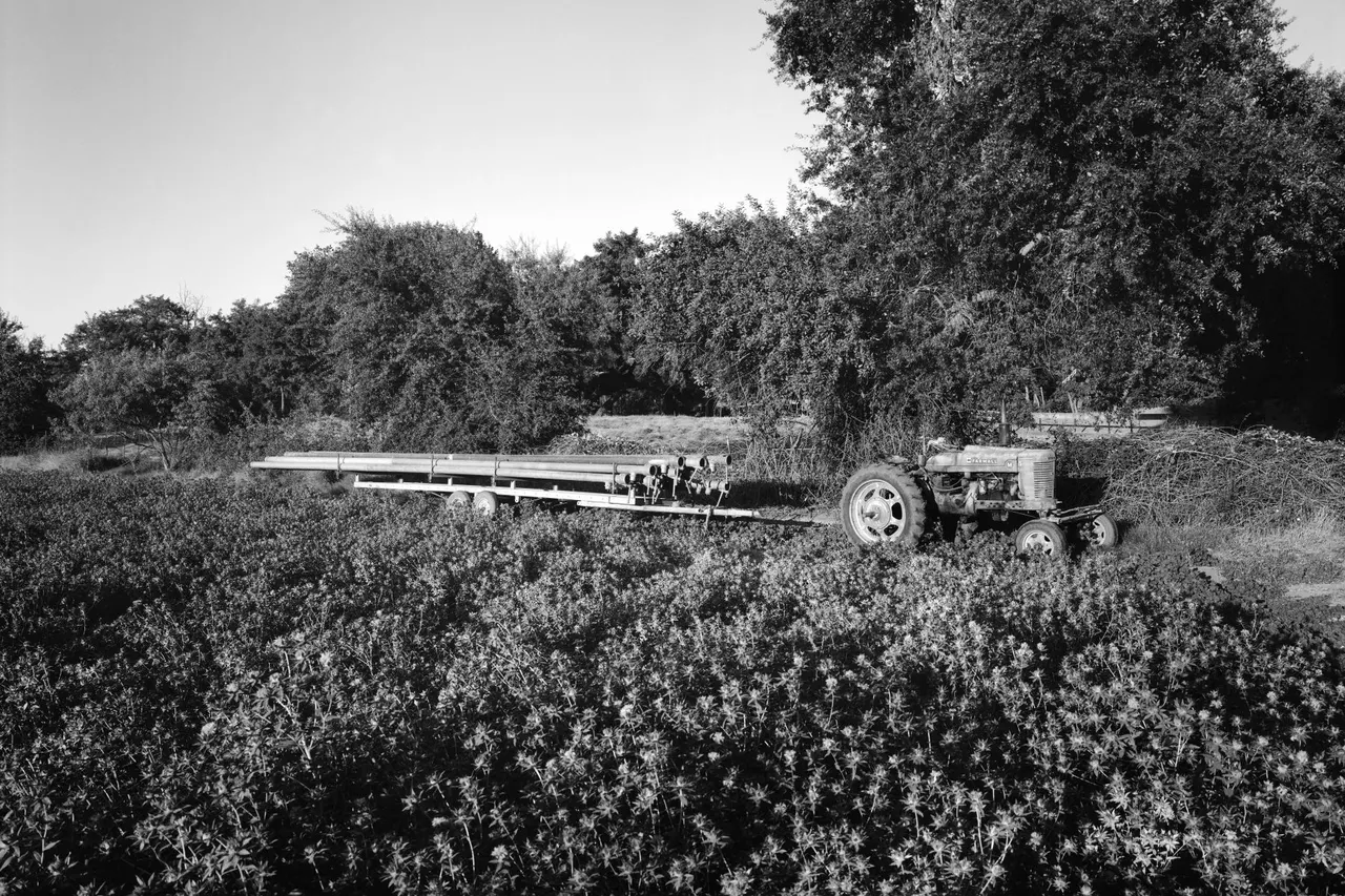 Debbie's Ranch, Clarksburg, Ca | photograph by Ed Asmus