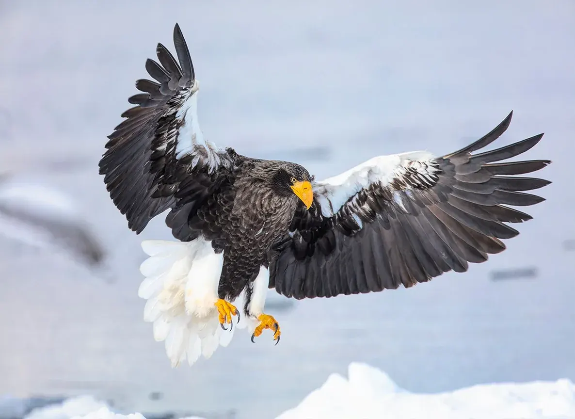 Japan: Rausu Snow Eagles & Snow Monkeys | photograph by Ed Asmus