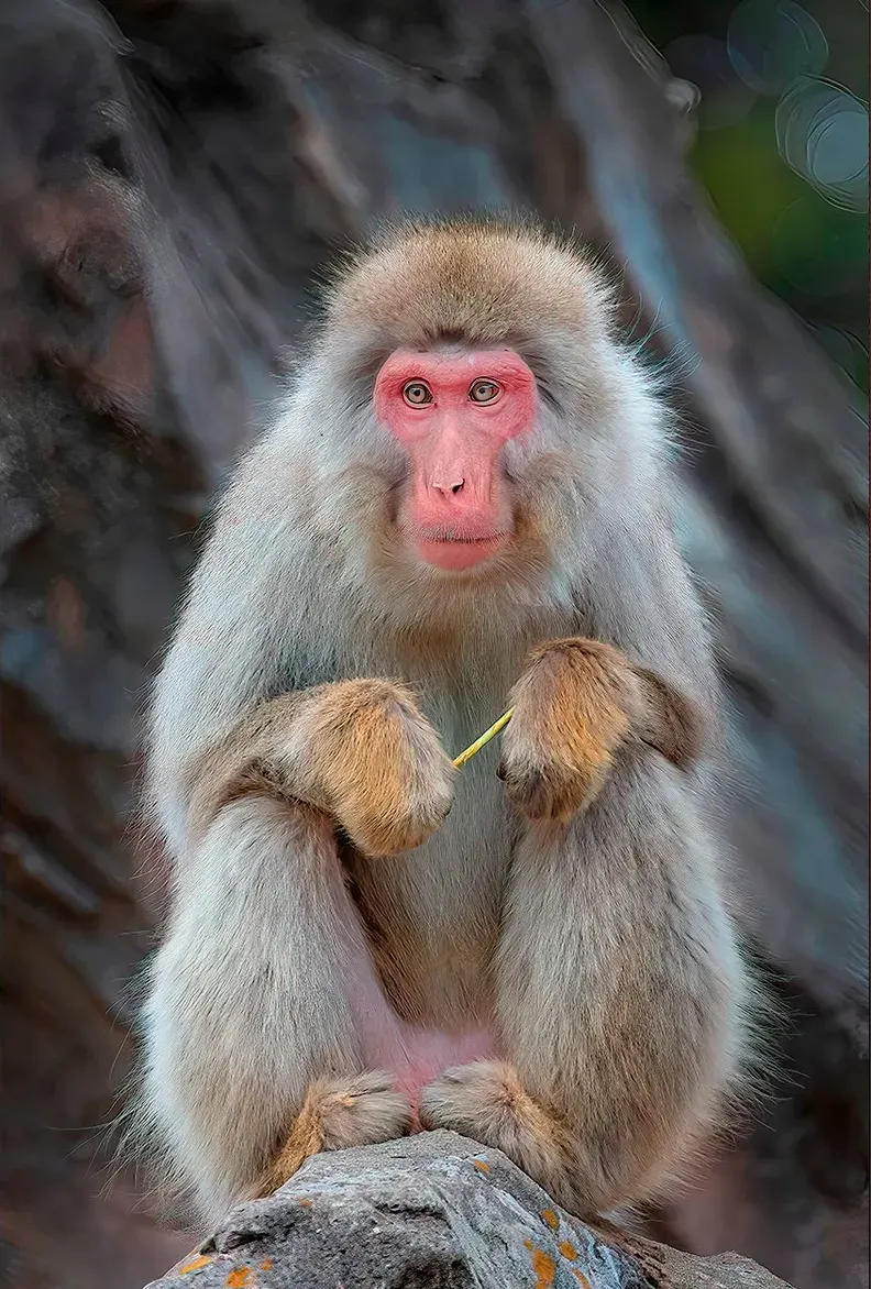 Japan: Rausu Snow Eagles & Snow Monkeys | photograph by Ed Asmus