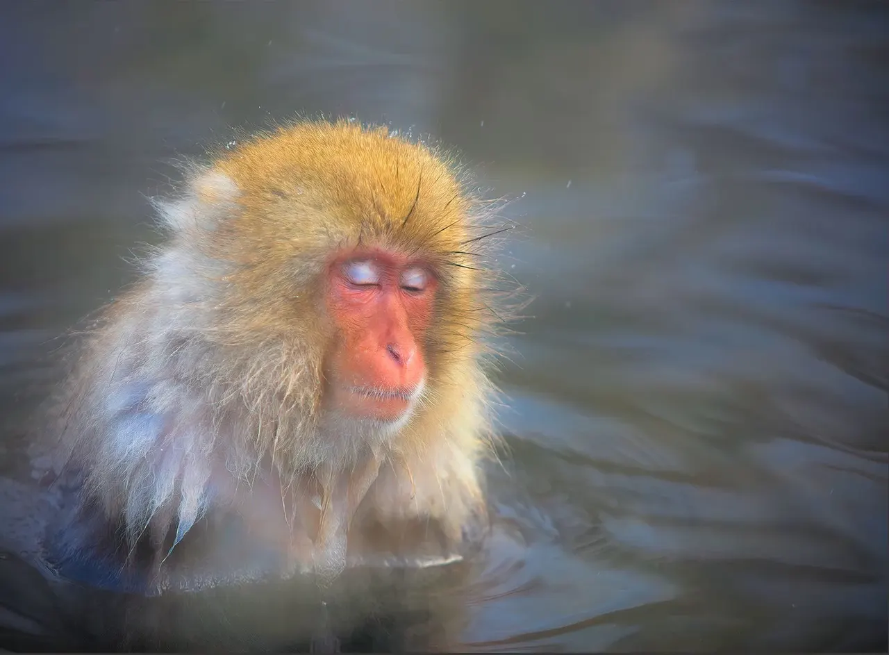 Snow monkey in the hot spring steam, Japan | photograph by Ed Asmus