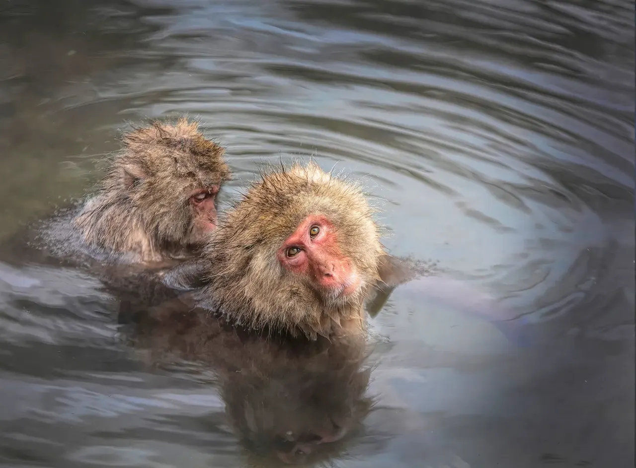 Japan: Rausu Snow Eagles & Snow Monkeys | photograph by Ed Asmus
